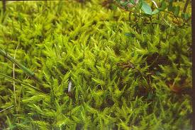 Attēlu rezultāti vaicājumam “Aulacomnium”