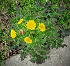 Attēlu rezultāti vaicājumam “Sonchus asper leaf”