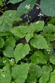 Attēlu rezultāti vaicājumam “Circaea alpina leaf”
