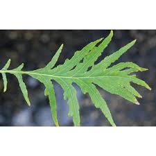 Attēlu rezultāti vaicājumam “Quercus robur fo. pectinata”