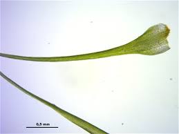 Attēlu rezultāti vaicājumam “Dichodontium pellucidum macro”