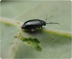 Attēlu rezultāti vaicājumam “Phyllotreta sp.”