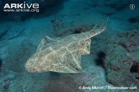 Image result for Squatina dumeril