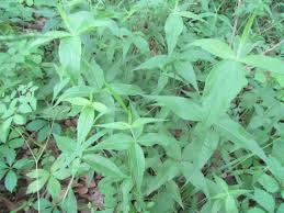 Attēlu rezultāti vaicājumam “Silene tatarica leaf”