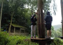 Image result for Go Ape! Dalby