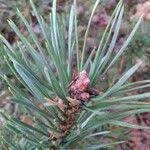 Attēlu rezultāti vaicājumam “Pinus sylvestris fruit”