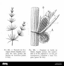 Attēlu rezultāti vaicājumam “Chara rudis”