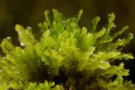 Attēlu rezultāti vaicājumam “Harpanthus scutatus”