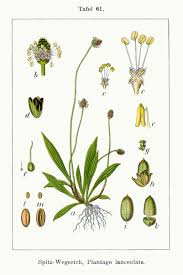 Attēlu rezultāti vaicājumam “Plantago lanceolata fruit”