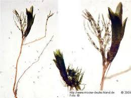 Attēlu rezultāti vaicājumam “Gyroweisia tenuis”