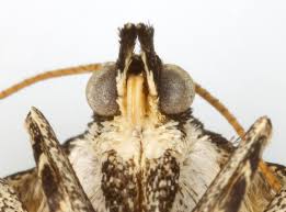 Attēlu rezultāti vaicājumam “Colostygia pectinataria male”