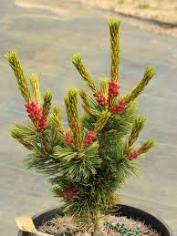 Attēlu rezultāti vaicājumam “Pinus pumila”