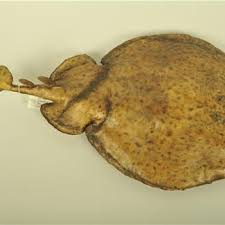 Image result for Myliobatis aquila