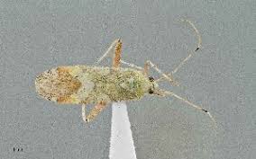 Attēlu rezultāti vaicājumam “Phytocoris sp.”