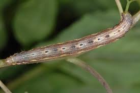 Attēlu rezultāti vaicājumam “Xanthorhoe biriviata”