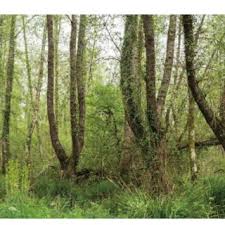 Attēlu rezultāti vaicājumam “Cribrariaceae”