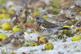 Image result for England Staffordshire Birding Club