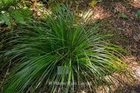 Attēlu rezultāti vaicājumam “Carex loliacea”