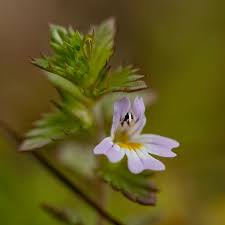 Image result for Euphrasia stricta