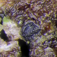 Attēlu rezultāti vaicājumam “Petractis sp.”