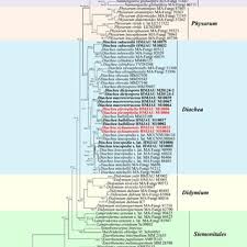 Attēlu rezultāti vaicājumam “Diachea muscorum spores”