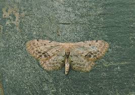 Attēlu rezultāti vaicājumam “Idaea dimidiata”