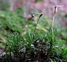 Attēlu rezultāti vaicājumam “Atrichum flavisetum sporophyte”