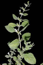 Attēlu rezultāti vaicājumam “Melissa officinalis”