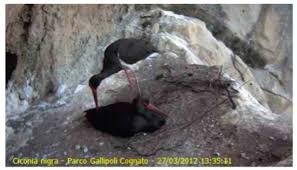 Attēlu rezultāti vaicājumam “Ciconia nigra nest”