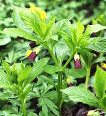 Attēlu rezultāti vaicājumam “Scopolia carniolica flower”