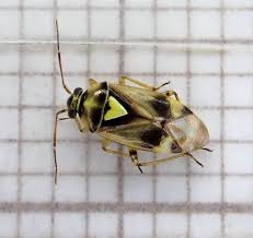 Attēlu rezultāti vaicājumam “Orthops campestris”