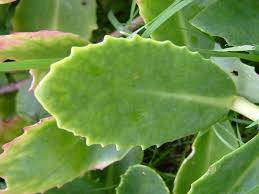 Attēlu rezultāti vaicājumam “Hylotelephium maximum leaf”