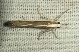 Attēlu rezultāti vaicājumam “Catoptria fulgidella”