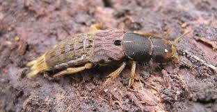 Attēlu rezultāti vaicājumam “Platydracus fulvipes”