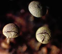 Attēlu rezultāti vaicājumam “Comatricha laxa spores”