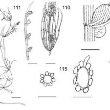 Attēlu rezultāti vaicājumam “Chara rudis”