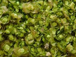 Attēlu rezultāti vaicājumam “Scapania mucronata”