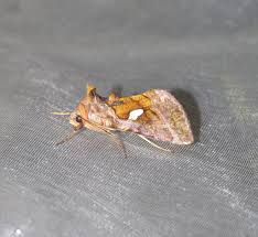 Attēlu rezultāti vaicājumam “Autographa excelsa”