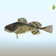 Image result for Myoxocephalus scorpius