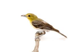 Image result for Vireo flavifrons