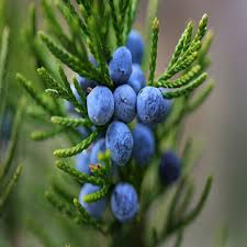 Attēlu rezultāti vaicājumam “Juniperus communis leaf”