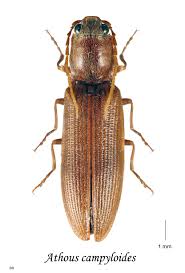 Attēlu rezultāti vaicājumam “Athous sp.”