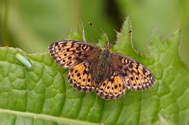 Attēlu rezultāti vaicājumam “Brenthis ino upperside”