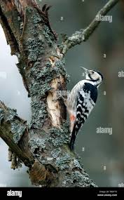 Attēlu rezultāti vaicājumam “Dendrocopos leucotos male”