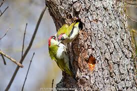 Attēlu rezultāti vaicājumam “Picus viridis nest”
