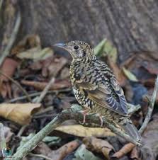 Image result for Zoothera dauma