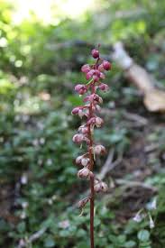 Attēlu rezultāti vaicājumam “Pyrola rotundifolia fruit”