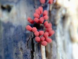 Attēlu rezultāti vaicājumam “Arcyria denudata”