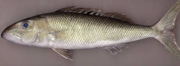 Image result for Aprion virescens