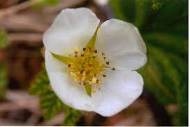 Attēlu rezultāti vaicājumam “Rubus chamaemorus flower”